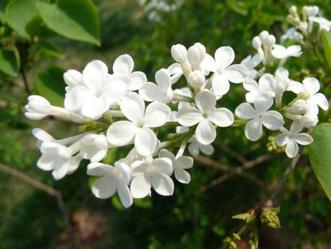 丁香花花語 丁香花花語
