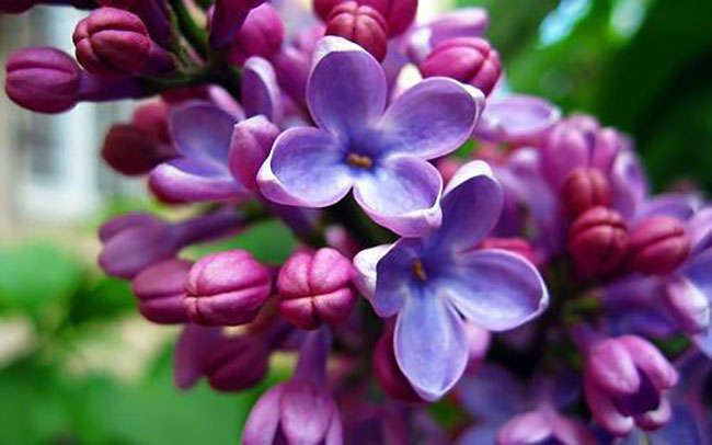 丁香花花語 丁香花花語