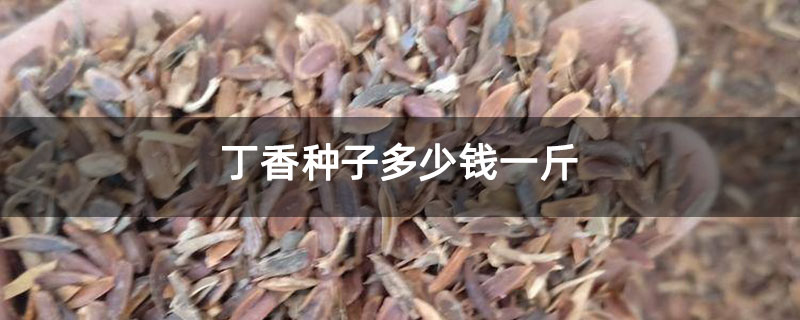 丁香種子多少錢一斤 丁香種子多少錢一斤