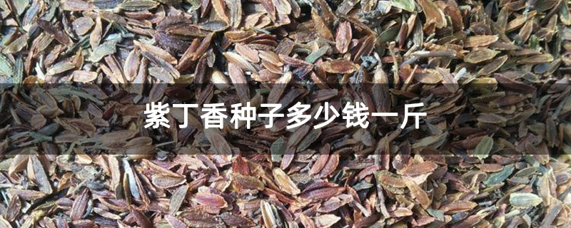紫丁香種子多少錢一斤