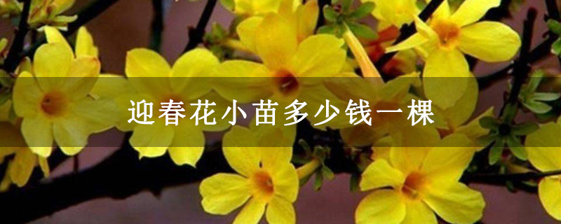 迎春花小苗多少錢一棵 迎春花小苗多少錢一棵