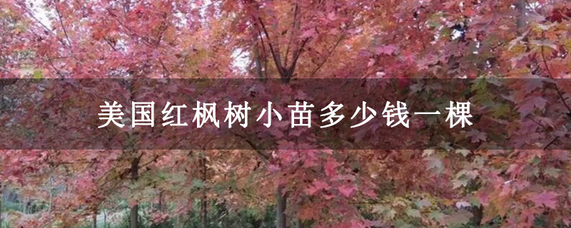 美國紅楓樹小苗多少錢一棵 美國紅楓樹小苗多少錢一棵