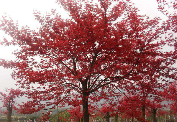 紅楓 紅楓