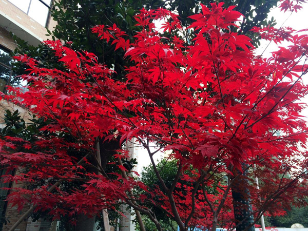 紅楓 紅楓