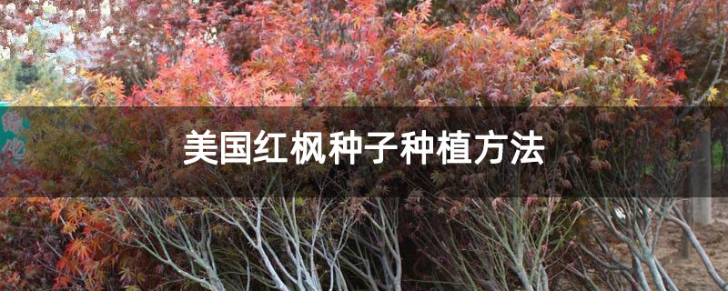 美國紅楓種子種植方法 美國紅楓種子種植方法