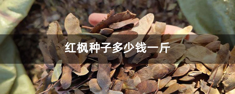 紅楓種子多少錢一斤