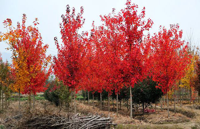 美國紅楓 美國紅楓