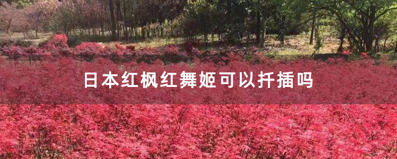日本紅楓紅舞姬可以扦插嗎