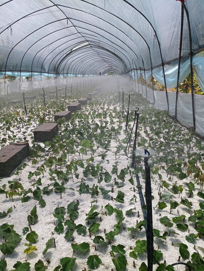 紅楓樹苗多少錢一棵?2020年紅楓樹苗價格最新價格 紅楓樹苗多少錢一棵?2020年紅楓樹苗價格最新價格