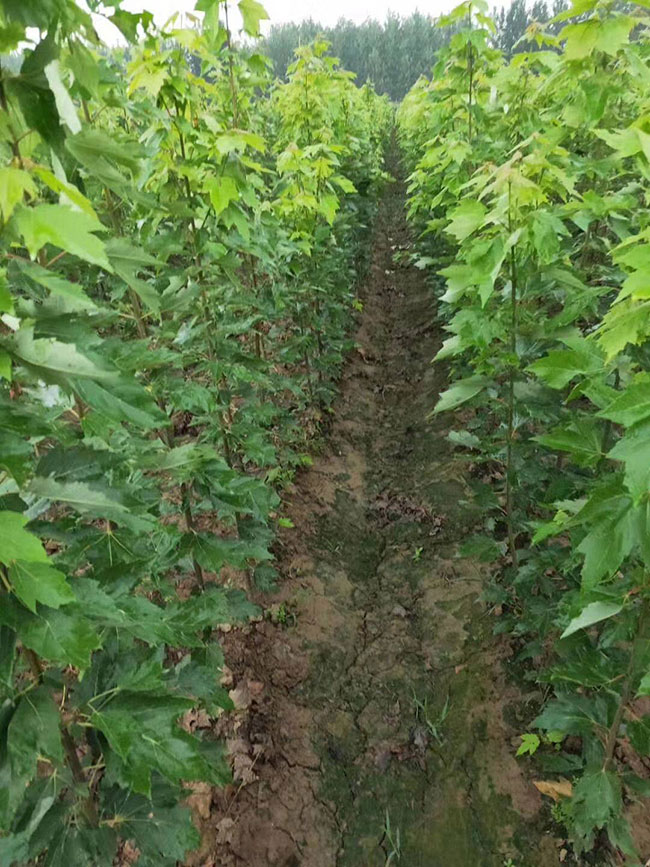 紅楓多久澆一次水?紅楓澆水的正確方法 紅楓多久澆一次水?紅楓澆水的正確方法