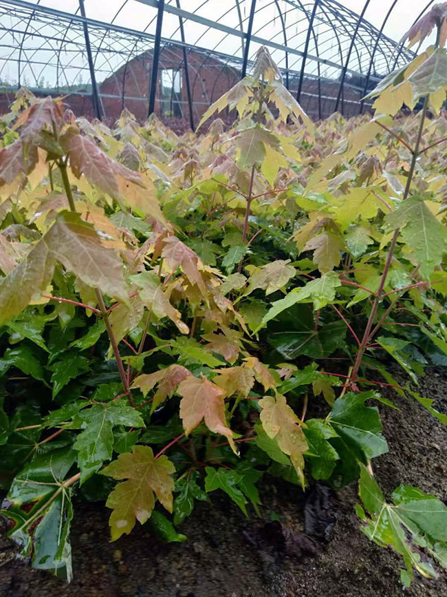 紅楓多久澆一次水?紅楓澆水的正確方法 紅楓多久澆一次水?紅楓澆水的正確方法