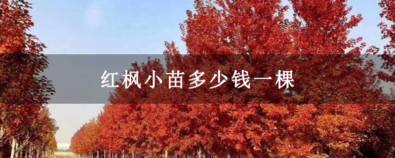 紅楓小苗多少錢一棵 紅楓小苗多少錢一棵