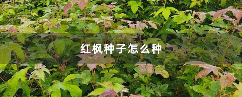紅楓種子怎么種