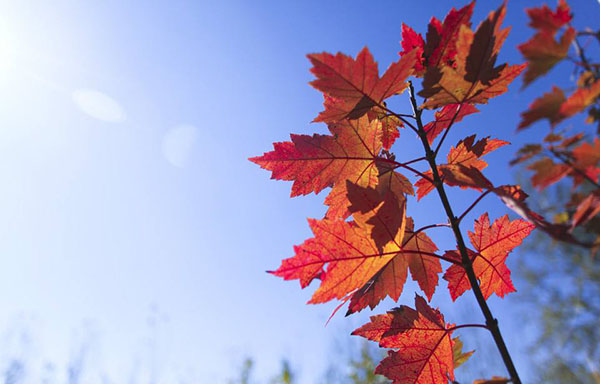 美國紅楓 美國紅楓