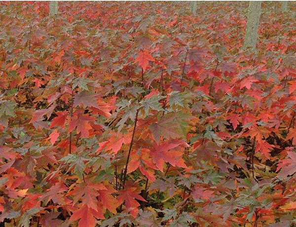 美國紅楓 美國紅楓