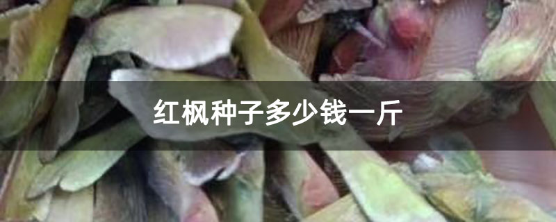 紅楓種子多少錢一斤 紅楓種子多少錢一斤