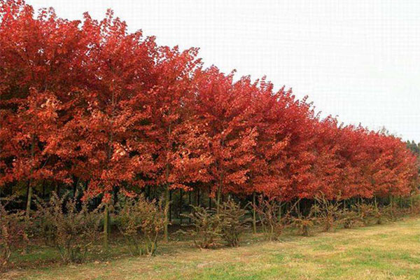 北美紅楓3.jpg
