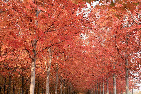北美紅楓.jpg