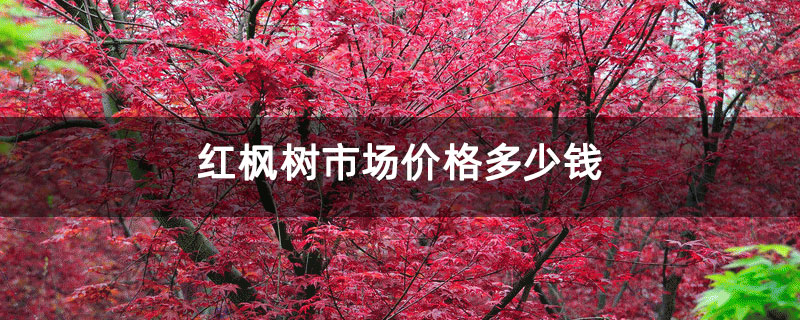 紅楓樹市場價格多少錢 紅楓樹市場價格多少錢
