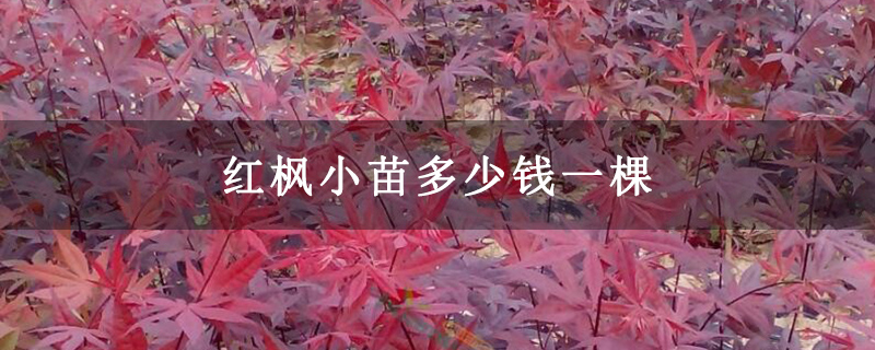 紅楓小苗多少錢一棵 紅楓小苗多少錢一棵
