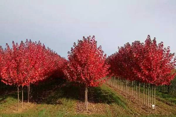 美國紅楓3.jpg