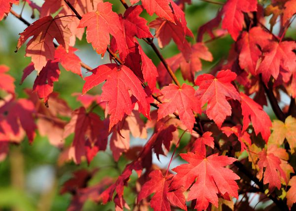 美國紅楓2.jpg