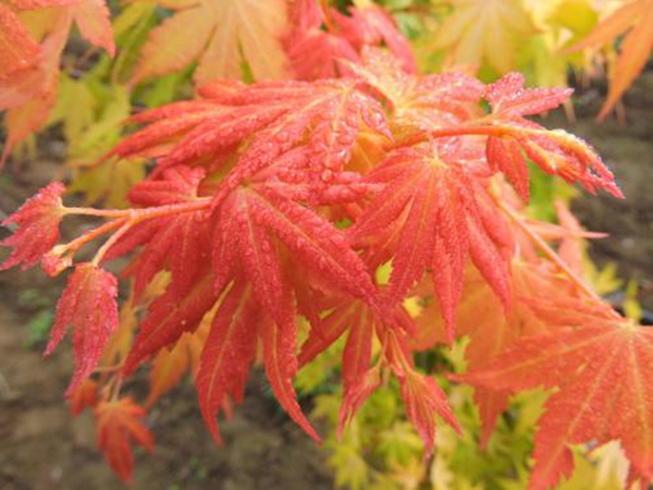 中國紅楓.jpg