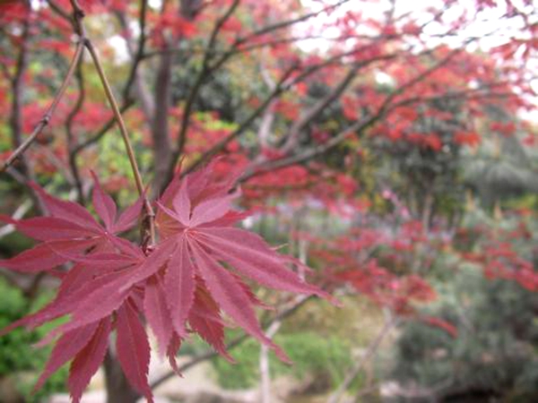 中國紅楓3.jpg