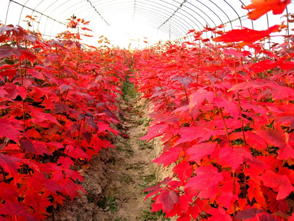 美國紅楓3 (2).jpg