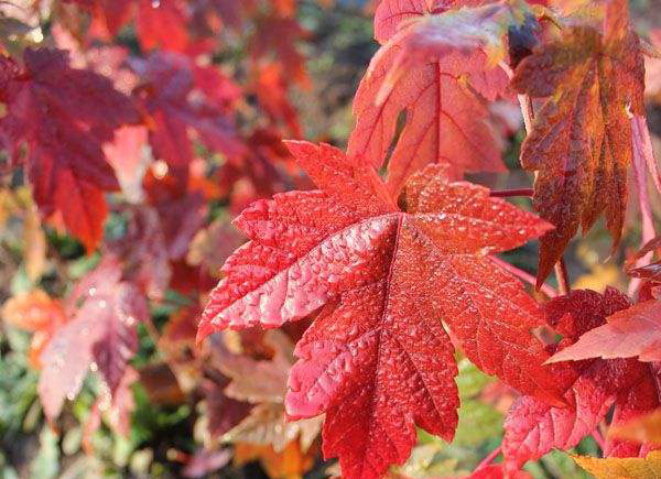 美國紅楓 美國紅楓