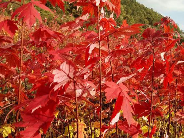 美國紅楓 美國紅楓