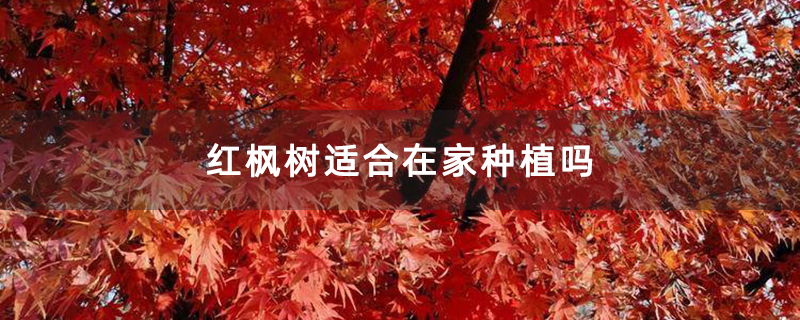 紅楓樹