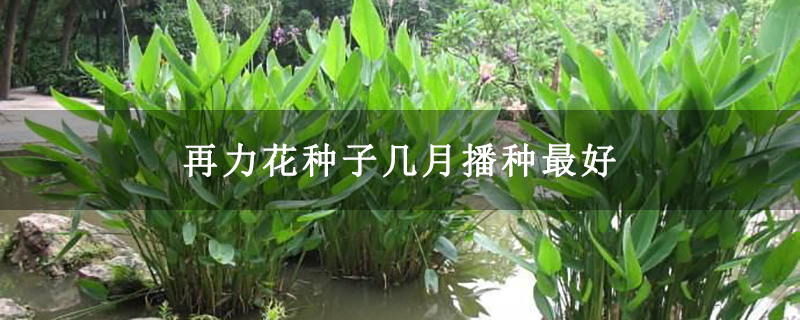 再力花種子幾月播種最好