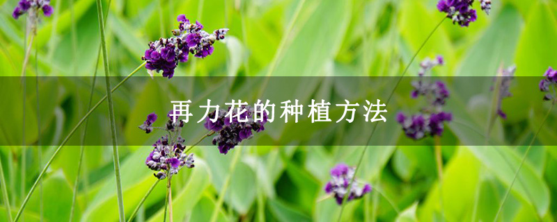 再力花的種植方法