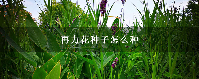 再力花種子怎么種