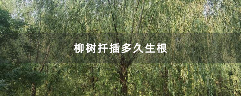 柳樹苗種植基地 柳樹苗種植基地