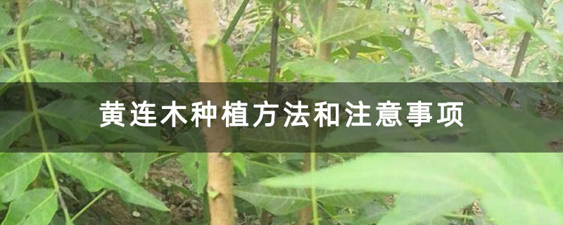 黃連木種植方法和注意事項 黃連木種植方法和注意事項