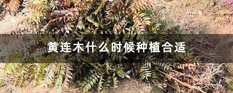 黃連木什么時候種植合適 黃連木什么時候種植合適