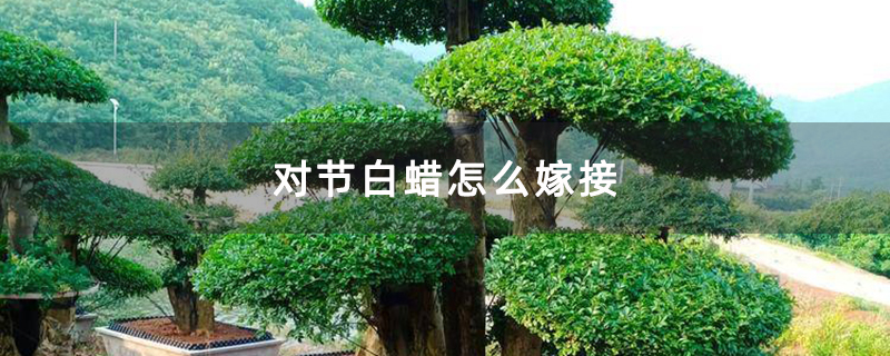對節白蠟怎么嫁接 對節白蠟怎么嫁接