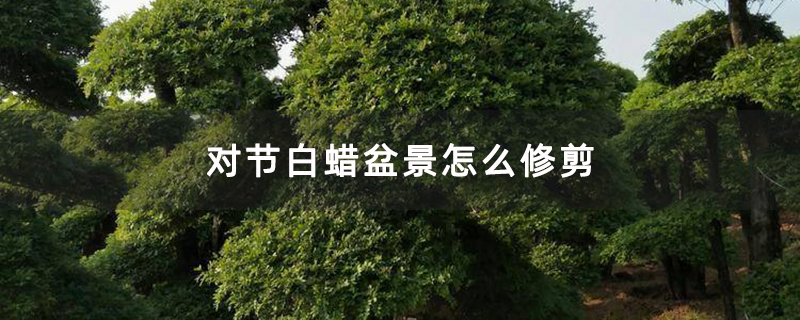 對節白蠟盆景怎么修剪