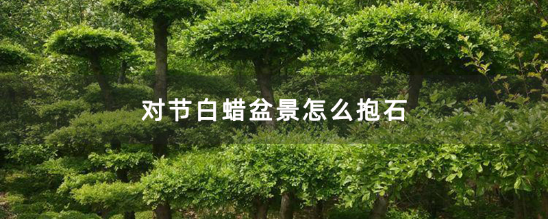 對節白蠟盆景怎么抱石 對節白蠟盆景怎么抱石