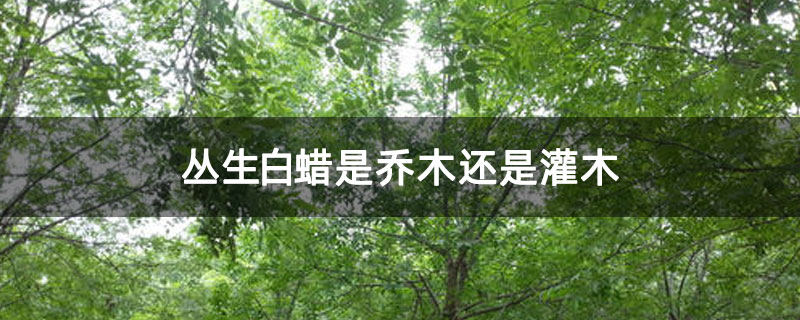 叢生白蠟是喬木還是灌木 叢生白蠟是喬木還是灌木