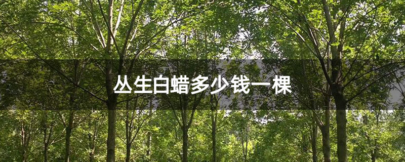 叢生白蠟多少錢一棵