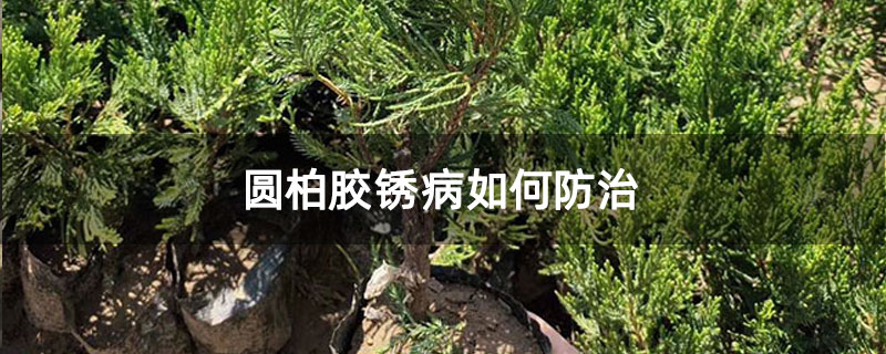 圓柏膠銹病如何防治 圓柏膠銹病如何防治