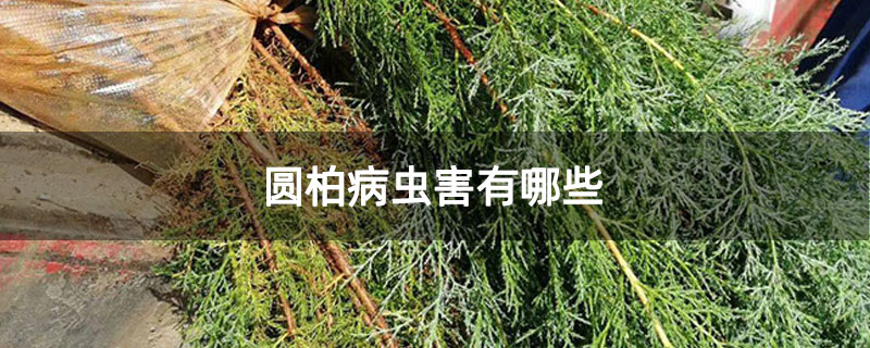 圓柏病蟲害有哪些 圓柏病蟲害有哪些