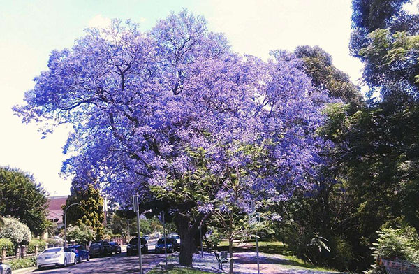 藍花楹大樹 藍花楹大樹