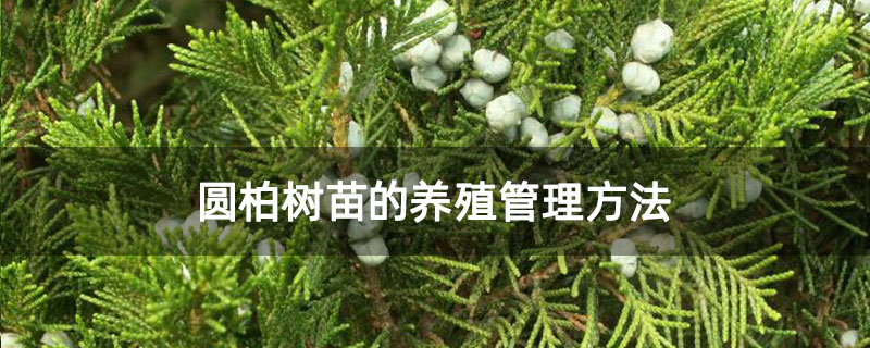 圓柏樹苗的養殖管理方法 圓柏樹苗的養殖管理方法