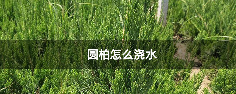 圓柏怎么澆水 圓柏怎么澆水