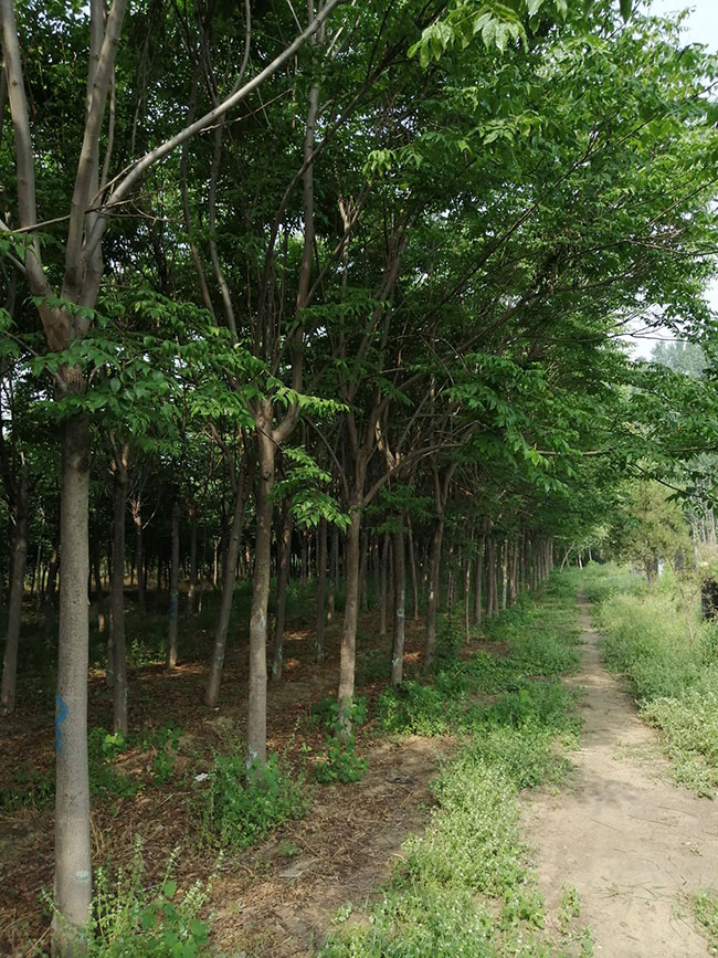 欒樹的產地是哪兒?欒樹介紹欒樹的特點 欒樹的產地是哪兒?欒樹介紹欒樹的特點