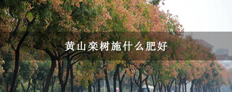 黃山欒樹施什么肥好 黃山欒樹施什么肥好